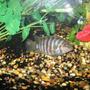 freshwater fish - archocentrus nigrofasciatus - black convict cichlid stocking in 60 gallons tank - A pregnant female Convict