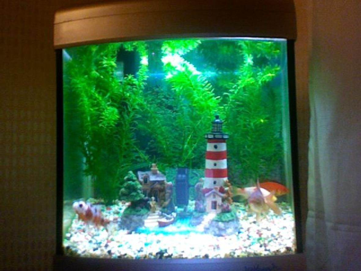 7 gallons freshwater fish tank (mostly fish and non-living decorations) - picture 2