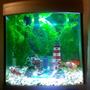 7 gallons freshwater fish tank (mostly fish and non-living decorations) - picture 2