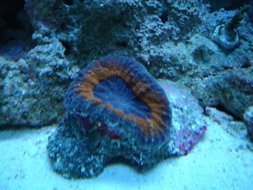 Rated #52: Corals Inverts - Trachyphyllia Geoffroyi - Brain Coral, Trachyphyllia Stocking In 20 Gallons Tank - BRAIN