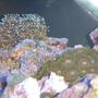 corals inverts - galaxea spp. - tooth coral stocking in 20 gallons tank - GALAXEA AND ZOANTHIDS