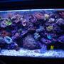 100 gallons reef tank (mostly live coral and fish) - a few month ago :D