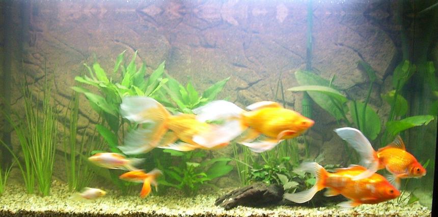 Rated #287: Freshwater Fish - Carassius Auratus - Fantail Goldfish, Red Stocking In 64 Gallons Tank - pic taken today.