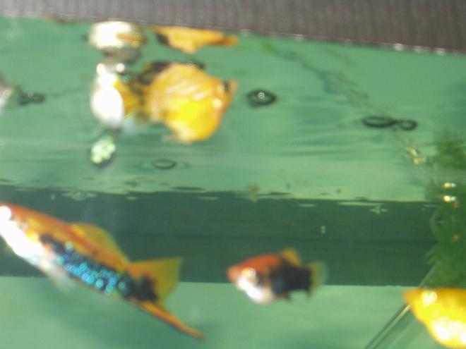 freshwater fish - poecilia latipinna - balloon molly stocking in 240 gallons tank - our swordtail and balloon molly.