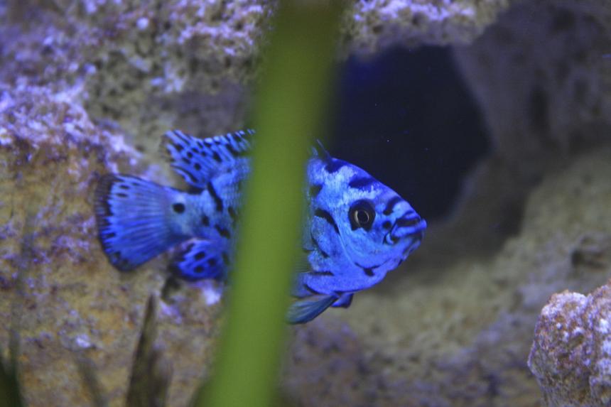 Rated #30: Freshwater Fish - Nandopsis Octofasciatum - Electric Blue Jack Dempsey - Bigg