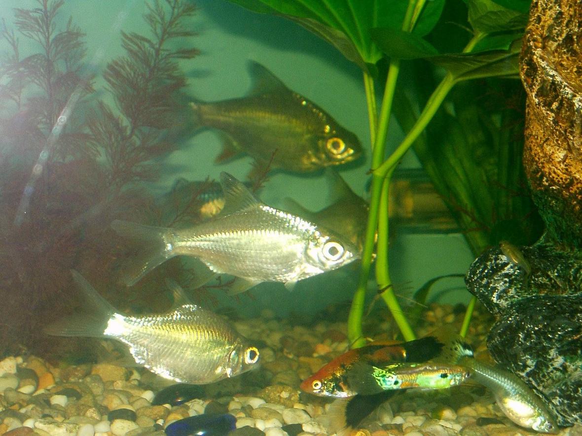 freshwater fish - barbus schwanefeldi - tinfoil red tail barb stocking in 240 gallons tank - our tinfoil barbs