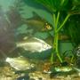 freshwater fish - barbus schwanefeldi - tinfoil red tail barb stocking in 240 gallons tank - our tinfoil barbs