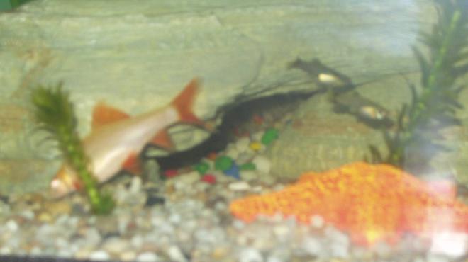 freshwater fish - epalzeorhynchos frenatus - albino rainbow shark stocking in 240 gallons tank - albino shark