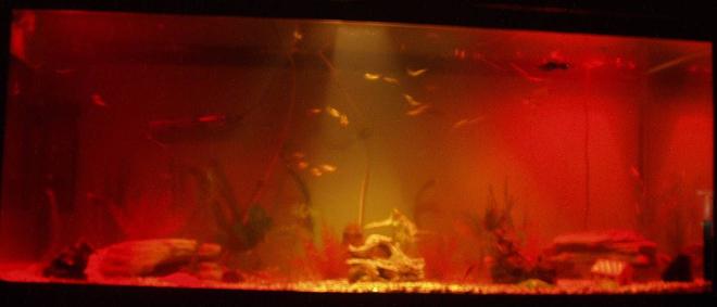 240 gallons freshwater fish tank (mostly fish and non-living decorations) - our beautiful fish tank at night only been set up for a month, got a lot of fish in there that are going to get a lot bigger lol. check the pics out of my fish