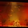 240 gallons freshwater fish tank (mostly fish and non-living decorations) - our beautiful fish tank at night only been set up for a month, got a lot of fish in there that are going to get a lot bigger lol. check the pics out of my fish