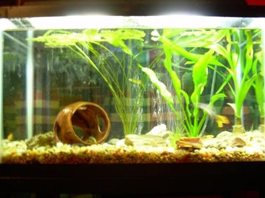 Rated #2028: 10 Gallons Planted Tank - A picture of my planted 10 gallon aquarium.
