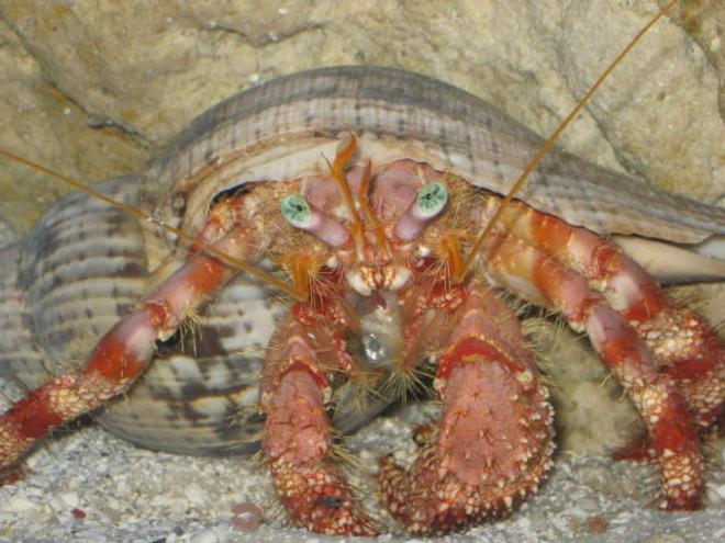 corals inverts - dardanus spp. - hermit crab with anemone stocking in 75 gallons tank - Big Crab