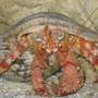 corals inverts - dardanus spp. - hermit crab with anemone stocking in 75 gallons tank - Big Crab