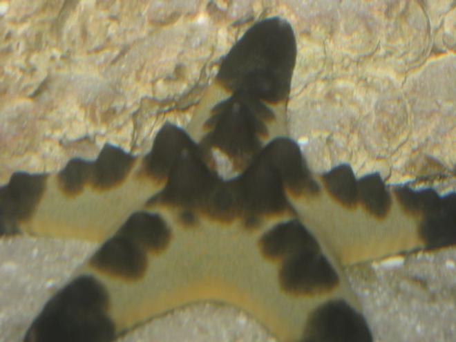 corals inverts - protoreastor nodosus - chocolate chip starfish stocking in 75 gallons tank - Chocolate Chip