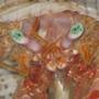 corals inverts - dardanus spp. - hermit crab with anemone stocking in 75 gallons tank - What ya lookin at?