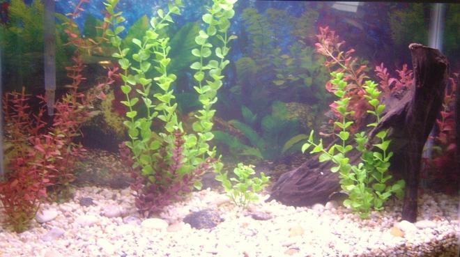 29 gallons freshwater fish tank (mostly fish and non-living decorations) - My newly cycled coldwater tank . Right now there are no fish in it, but I''ll be adding some soon. BTW, the water is kind of cloudy ''cause I just rearranged all the decorations. Oh, and there are some egg sized rocks on the bottom, but you can''t really see them ''cause of the glare.