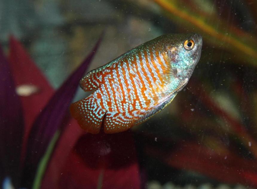 Rated #1014: Freshwater Fish - Colisa Lalia - Dwarf Gourami Stocking In 56 Gallons Tank - My Red Noen Gourami
