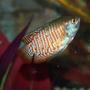 freshwater fish - colisa lalia - dwarf gourami stocking in 56 gallons tank - My Red Noen Gourami