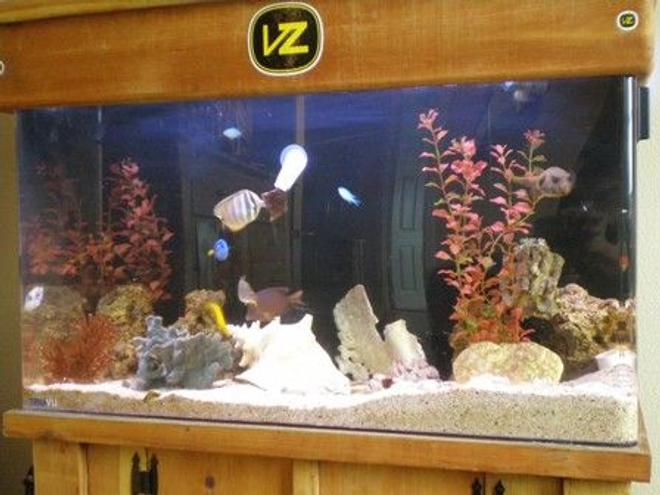 55 gallons saltwater fish tank (mostly fish, little/no live coral) - 55 gallon uniquarium.  Lighting efficient for reef, however just used for fish only.  Biological Balls and live rock to house bacteria.  A lot of good hiding places for fish.  Chiller that is ran throughout the summer.  Decorations including a conch shell, dead colored coral, rubber coral, and fake red seaweed.  I re-sanded, varnished, and worked on the top and bottom wood.  New pictures soon!