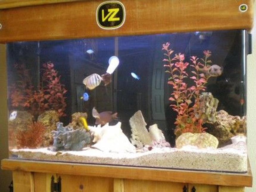 Rated #32: 55 Gallons Saltwater Fish Tank - 55 gallon uniquarium.  Lighting efficient for reef, however just used for fish only.  Biological Balls and live rock to house bacteria.  A lot of good hiding places for fish.  Chiller that is ran throughout the summer.  Decorations including a conch shell, dead colored coral, rubber coral, and fake red seaweed.  I re-sanded, varnished, and worked on the top and bottom wood.  New pictures soon!