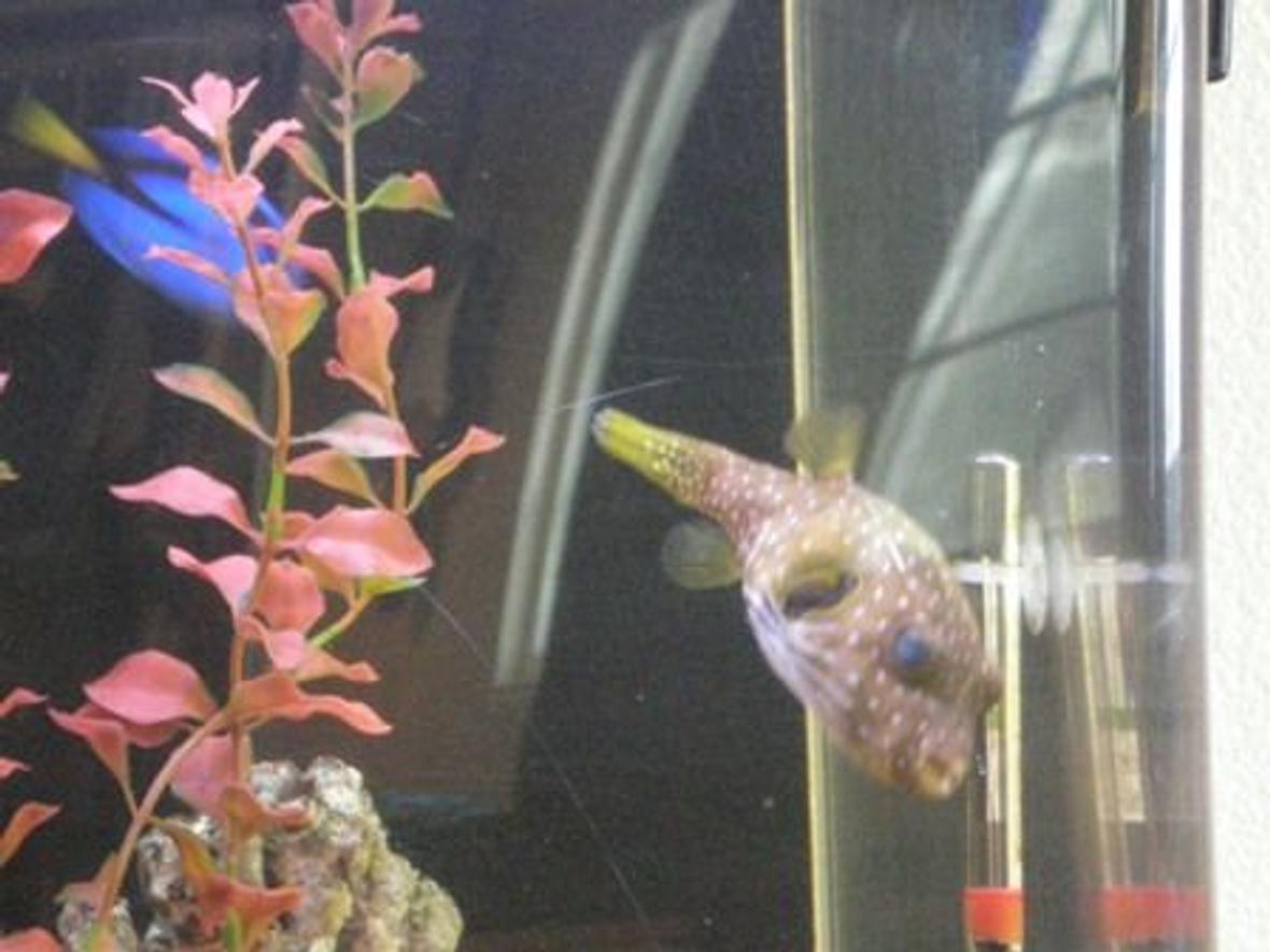 saltwater fish - canthigaster solandri - blue spotted puffer stocking in 55 gallons tank - My Puffer Sumo