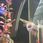 saltwater fish - canthigaster solandri - blue spotted puffer stocking in 55 gallons tank - My Puffer Sumo