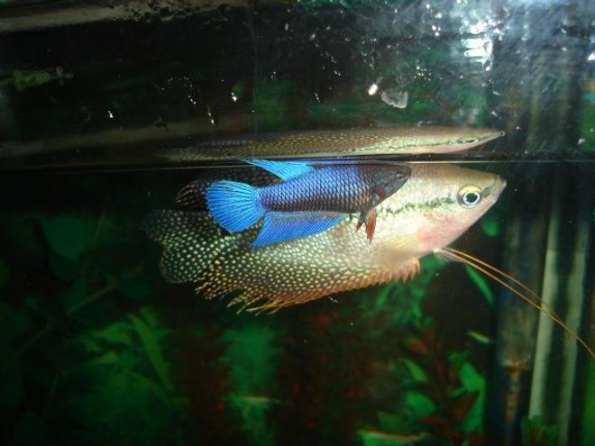 freshwater fish - betta splendens - betta - female stocking in 70 gallons tank - betta  gourami