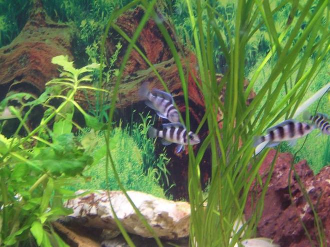 freshwater fish - cyphotilapia frontosa - frontosa cichlid stocking in 400 gallons tank - Trets In tanjinkia tank