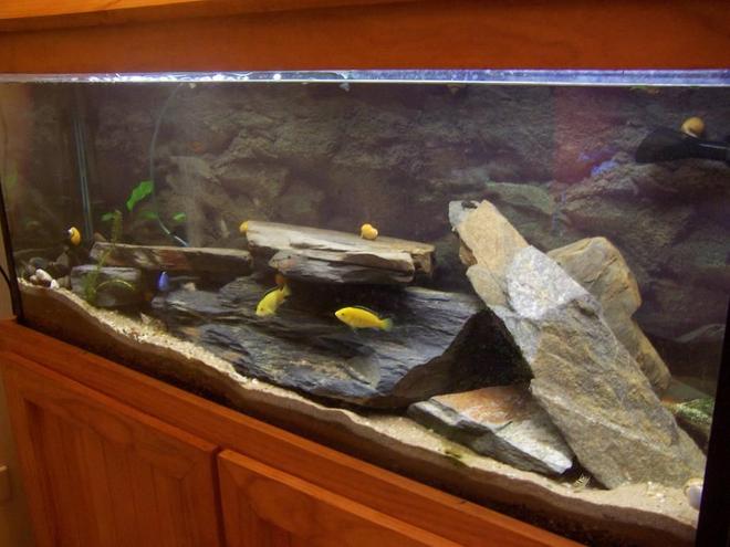 400 gallons freshwater fish tank (mostly fish and non-living decorations) - 4 foot - electric blue, electric yellow, clown loaches, humpheads and catfish