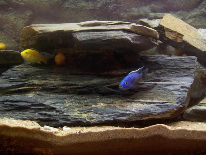 freshwater fish - labidochromis caeruleus - electric yellow cichlid stocking in 400 gallons tank - electric blue and yellow