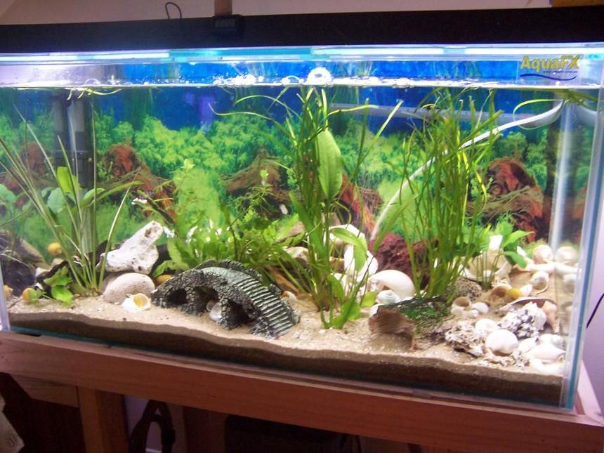 Rated #219: 400 Gallons Planted Tank - trets and multis