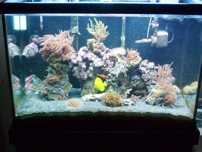 65 gallons reef tank (mostly live coral and fish) - newest pic one year after being setup