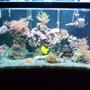 65 gallons reef tank (mostly live coral and fish) - newest pic one year after being setup
