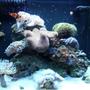 fish tank picture - Nano 12 Gallon JBJ DX, my first reef tank