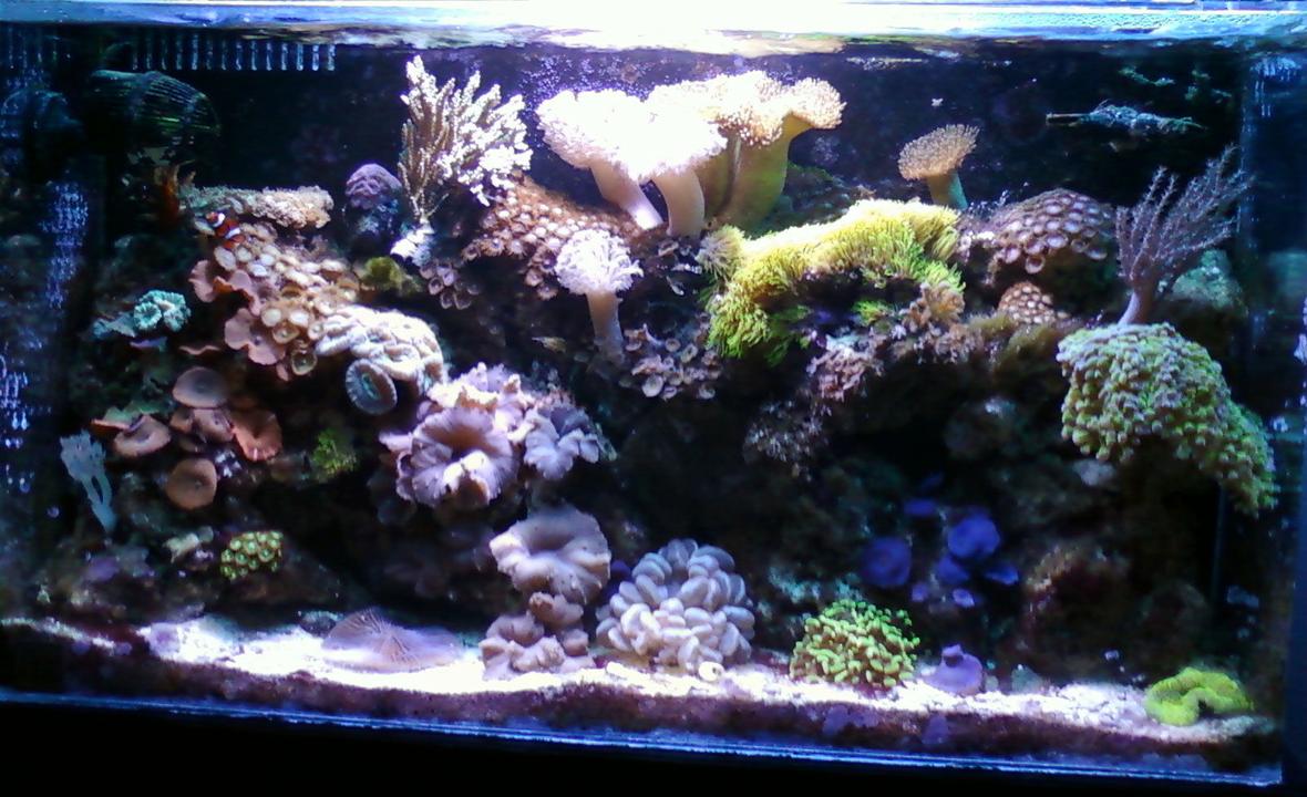50 gallons reef tank (mostly live coral and fish) - Reef Tank