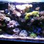 50 gallons reef tank (mostly live coral and fish) - Reef Tank