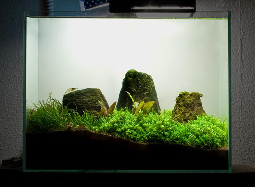 Rated #66: 3 Gallons Planted Tank - 3.5 Gallon Mini Tank. 
Dwarf baby tears
Dwarf crypts
Micro ChainSword
Cherry Shrimp
Amano Shrimp