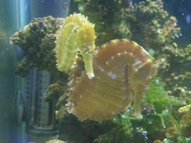 saltwater fish - hippocampus reidi - brazilian reidi seahorse stocking in 65 gallons tank - They love each other :)