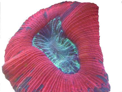 corals inverts - trachyphyllia geoffroyi - brain coral, trachyphyllia stocking in 65 gallons tank - Great color.