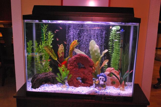 37 gallons freshwater fish tank (mostly fish and non-living decorations) - 37 gallons of zen like tranquility.