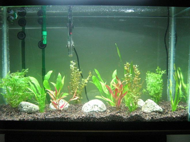 29 gallons planted tank (mostly live plants and fish) - planted tank