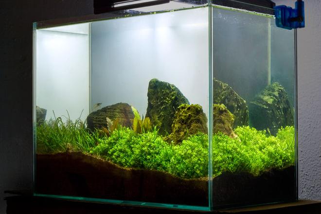 3 gallons planted tank (mostly live plants and fish) - 3.5 Gallon Mini Tank. 
Dwarf baby tears
Dwarf crypts
Micro ChainSword
Cherry Shrimp
Amano Shrimp