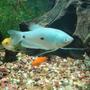 freshwater fish - trichogaster trichopterus - blue gourami stocking in 65 gallons tank - more pics