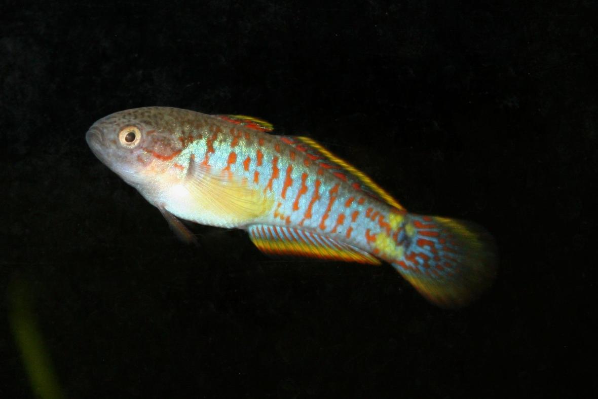 freshwater fish - tateurndina ocellicauda - peacock gudgeon stocking in 120 gallons tank - peacock goby