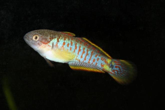 freshwater fish - tateurndina ocellicauda - peacock gudgeon stocking in 120 gallons tank - peacock goby