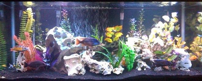 75 gallons freshwater fish tank (mostly fish and non-living decorations) - 75 Gallon Cichlid Tank