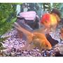 freshwater fish - carassius auratus - ryukin goldfish stocking in 80 gallons tank - Lionhead and Oscars
