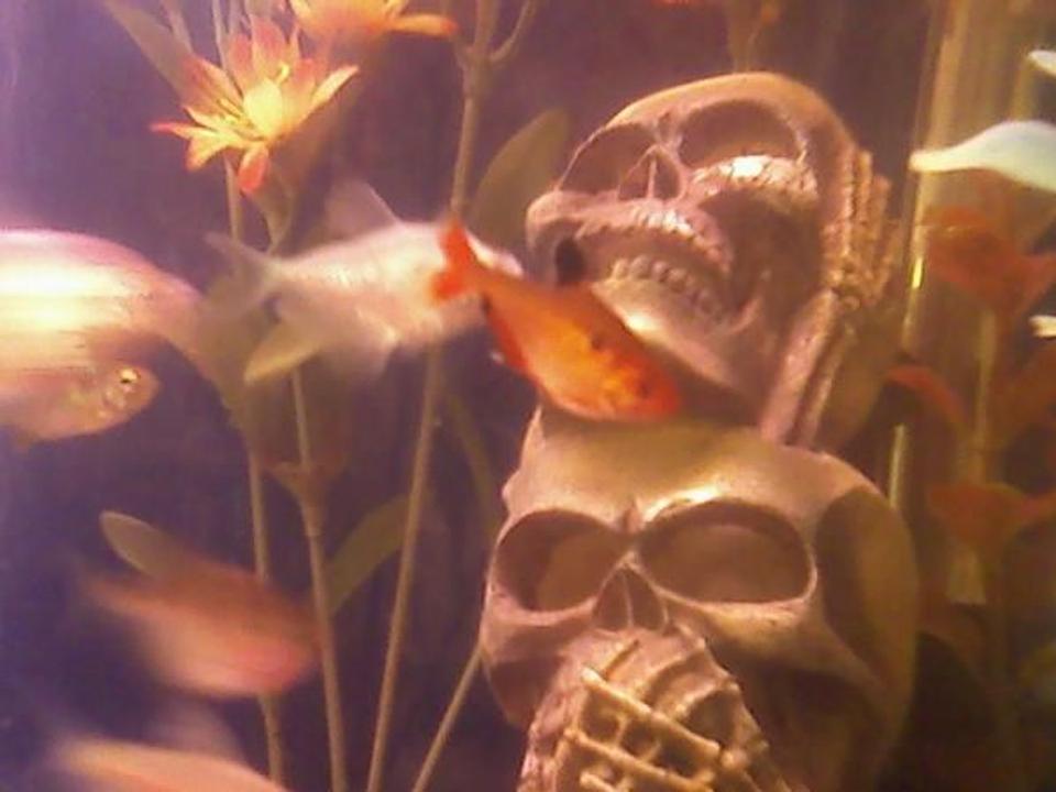 freshwater fish - hyphessobrycon callistus - red minor serpae tetra stocking in 29 gallons tank - serpae tetra hanging out by the skulls. hear no evil, see no evil, speak no evil skulls...and the upside down catfish waiting to attack out of the eye...