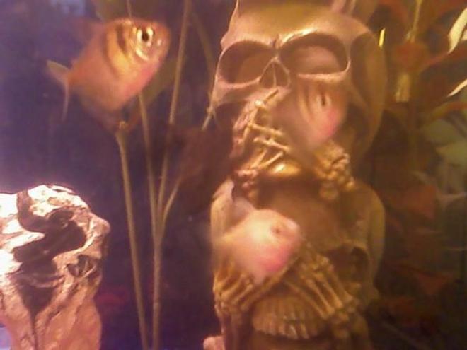 freshwater fish - megalamphodus megalopterus - black phantom tetra stocking in 29 gallons tank - pink glass fish and black tetra hanging out.