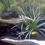 170 gallons planted tank (mostly live plants and fish) - African Chiclid mostly live plants. Cichlid rocks cover the bottom.